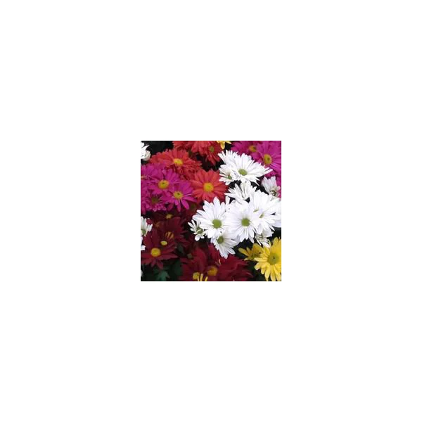 Chrysanthème multifleurs Arlequin - Le pot de 3 litres