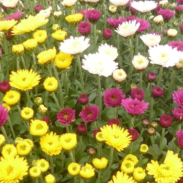 Chrysanthème multifleurs Arlequin - Le pot de 7 litres