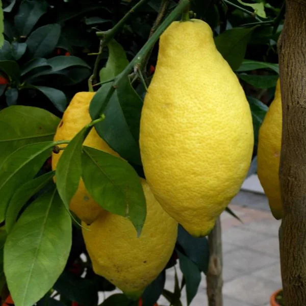 Citronnier. Le pot de 70 litres