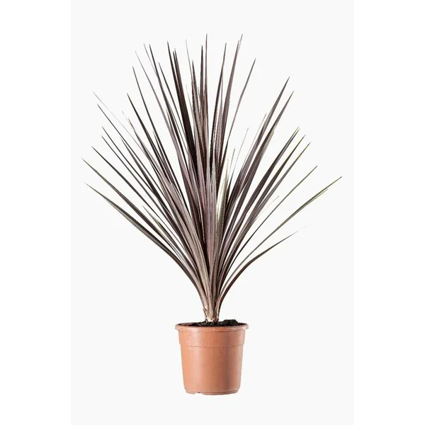 Cordyline Australis Variees en pot de 2 L vert