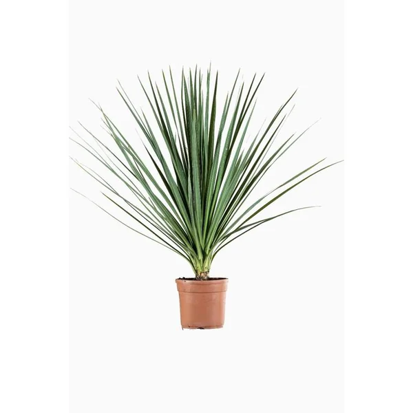 Cordyline Indivisa en pot de 30 L vert