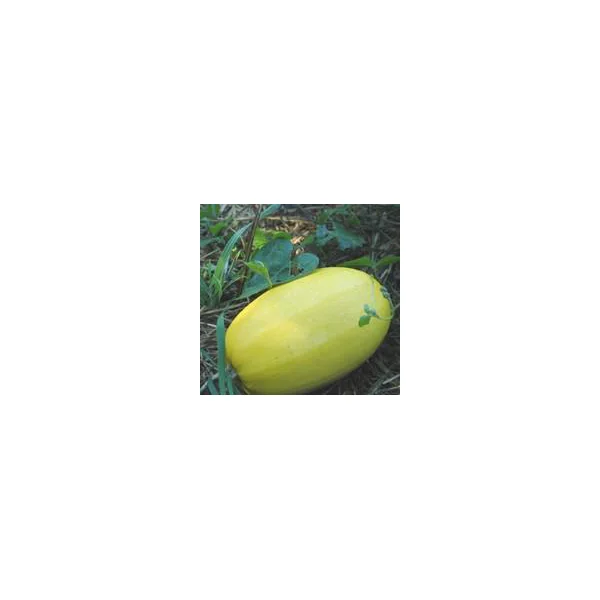 Courge Spaghetti Vegetal Bio. La barquette de 3 plants