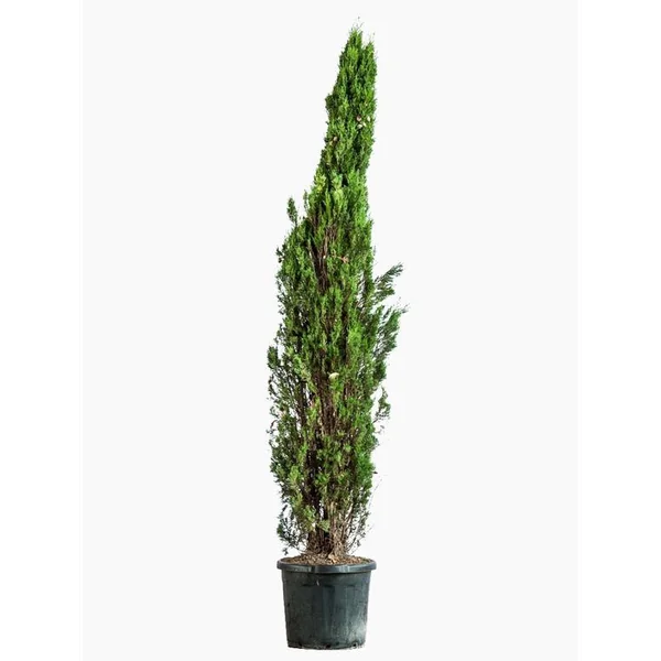 Cyprès Totem vert. Le pot de 25 litres, 175/200 cm forme totem