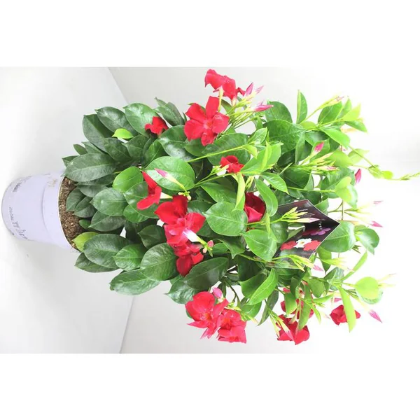 Dipladénia Espalier Fushion Sydney - Le pot de 4 litres