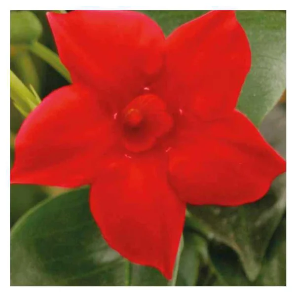 Dipladénia Rio Petite Deap Red - Le pot de 9 x 9 cm