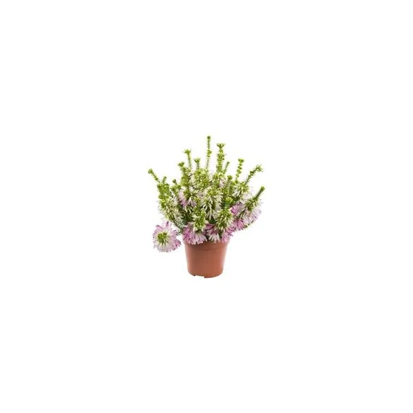 Erica Verticillata - Le pot de 4 litres