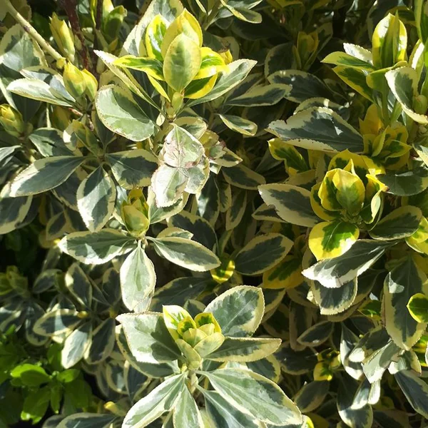 Euonymus Japonicus Bravo vert Touffe 25/30 cm en pot de 3 L