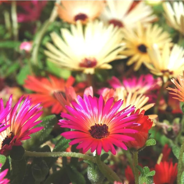 Ficoide Lampranthus - La coupe de 27 cm