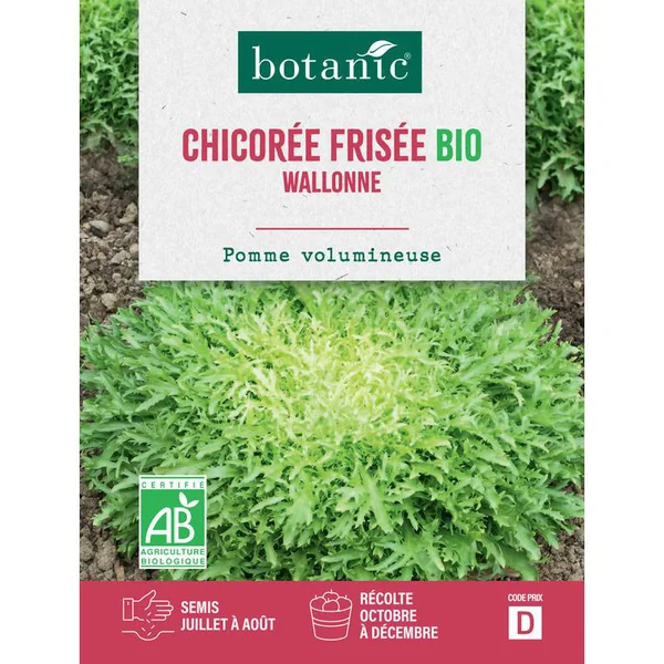 Graines de chicorée frisée Walonne bio botanic® - graines à semer