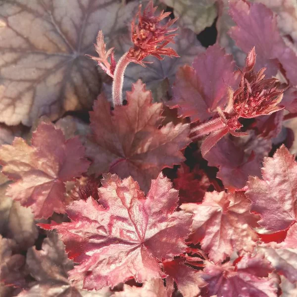 Heuchère ou Désespoir du peintre varié à fleurs multicolores - Le pot Ø 10,5 cm