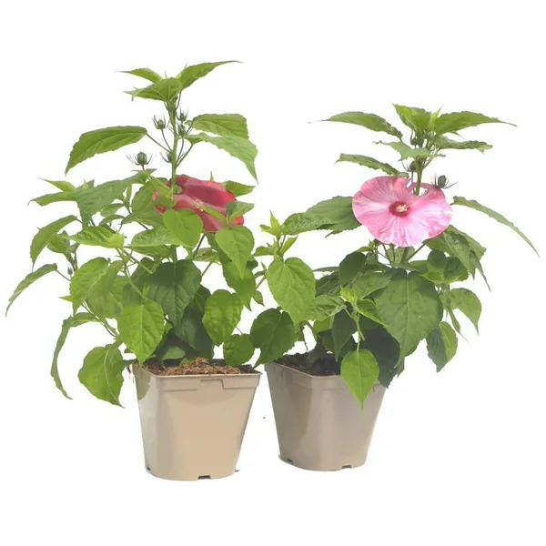 Hibiscus Moscheutos multicolore. Le pot de 3 litres