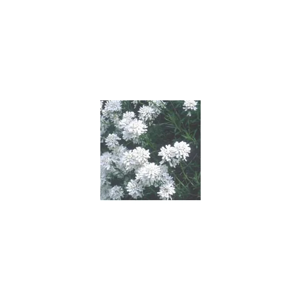 Iberis Sempervirens - Le pot de 10,5 cm