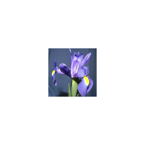 Iris Bulbeux - La coupe de 12 cm