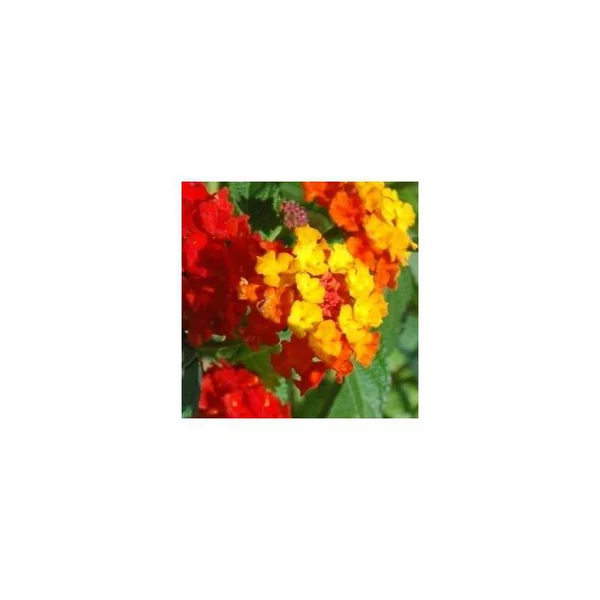 Lantana sur tige - Le pot de 1 litre