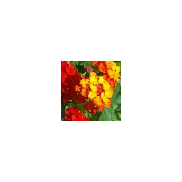 Lantana sur tige - Le pot de 2 litres