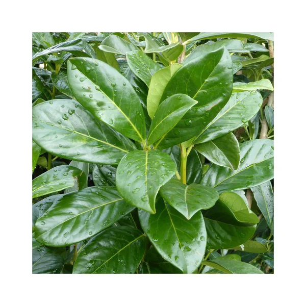 Laurier cerise ou Laurier palme Caucasica vert. Le pot de 12 litres