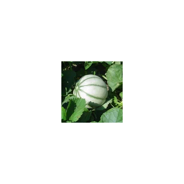 Melon Bio. La barquette de 6 plants