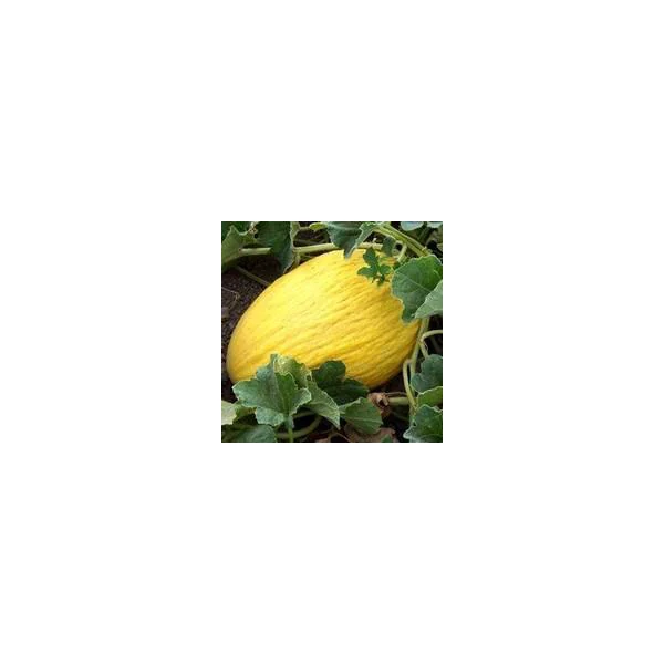Melon Jaune Bio. La barquette de 6 plants