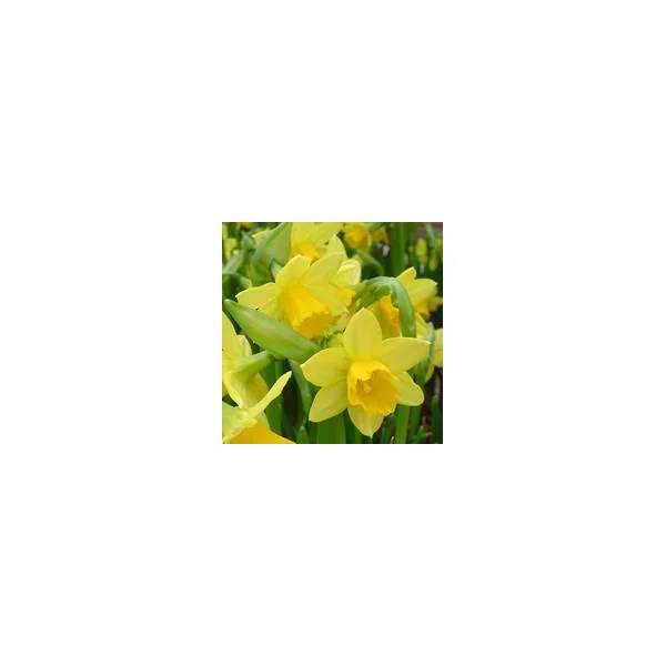 Narcisse tête à tête jaune dans un pot décoratif de 10,5 cm