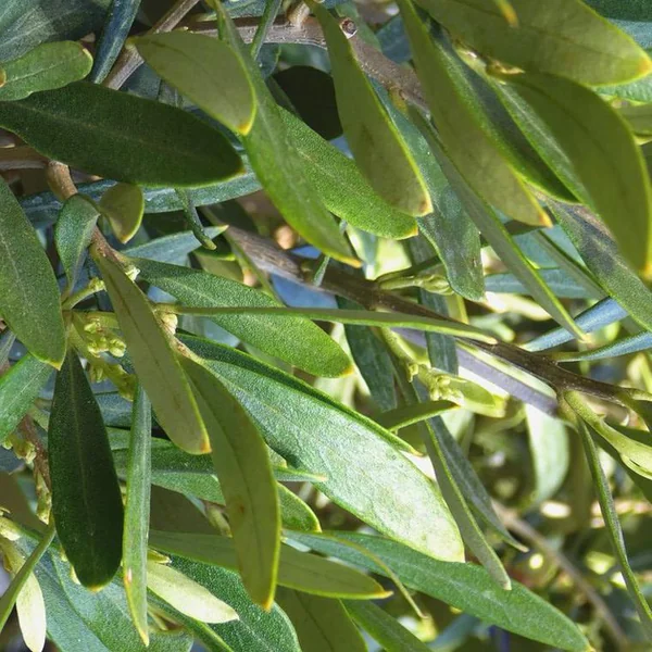 Olea Europaea ou Olivier. Le pot de 5 litres, forme ¼ Tige