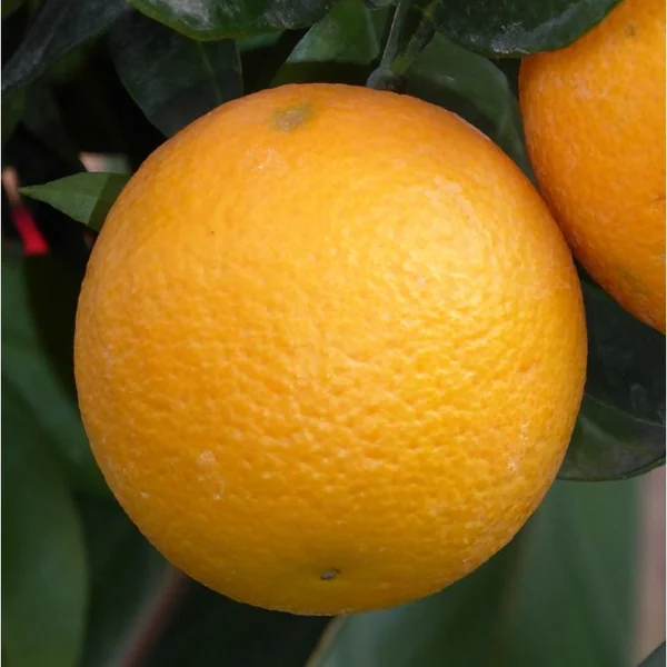 Oranger. Le pot de 2 litres
