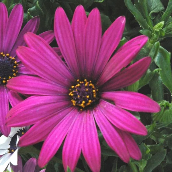 Ostéospermum dimorphothéca - Le pot de 10 litres