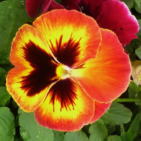 Pensée (viola) - Le pot de Ø 10,5 cm