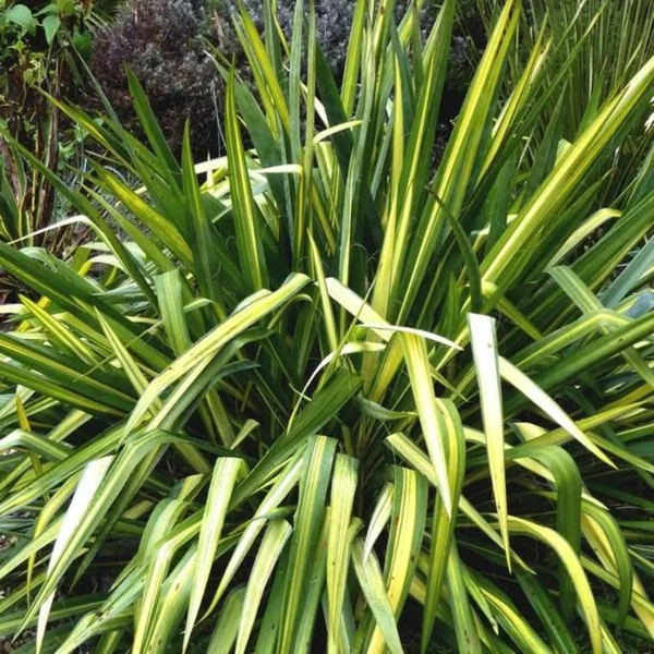 Phormium Varié (lin de Nouvelle-Zélande) en pot de 3 L vert