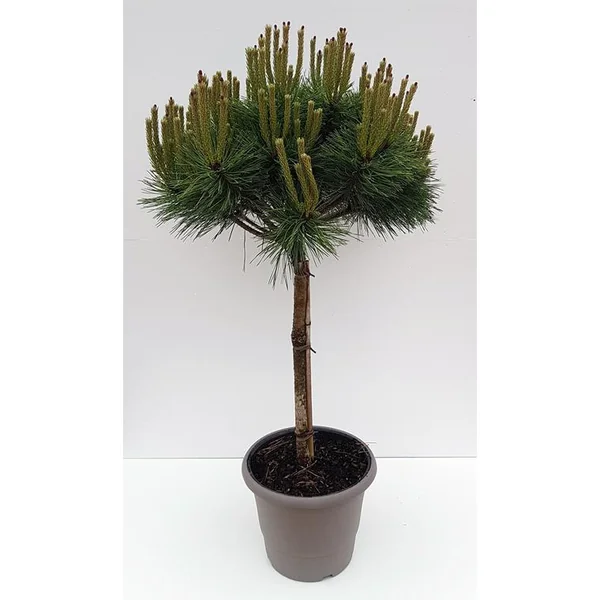 Pin (Pinus) Nigra Brepo 1/4 tige. Le pot déco de 10 litres