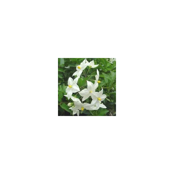 Solanum faux jasmin Pyramide - Le pot de 2 litres