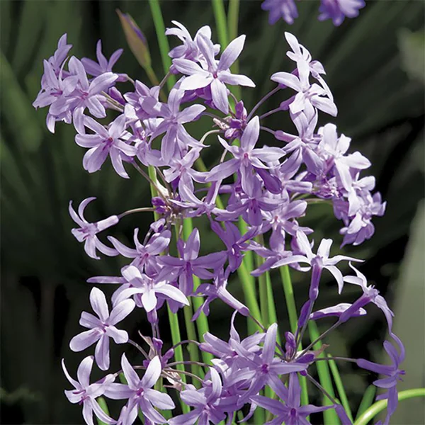 Tulbaghie violette pot de 3 litres